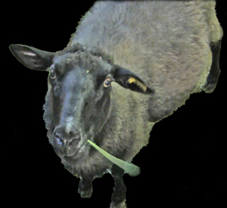 Link to Fret & Fiddle Star County Down in barn on Coastside Music Video