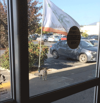 Fret and Fiddle Flag and Dog at New Leaf - Link to video