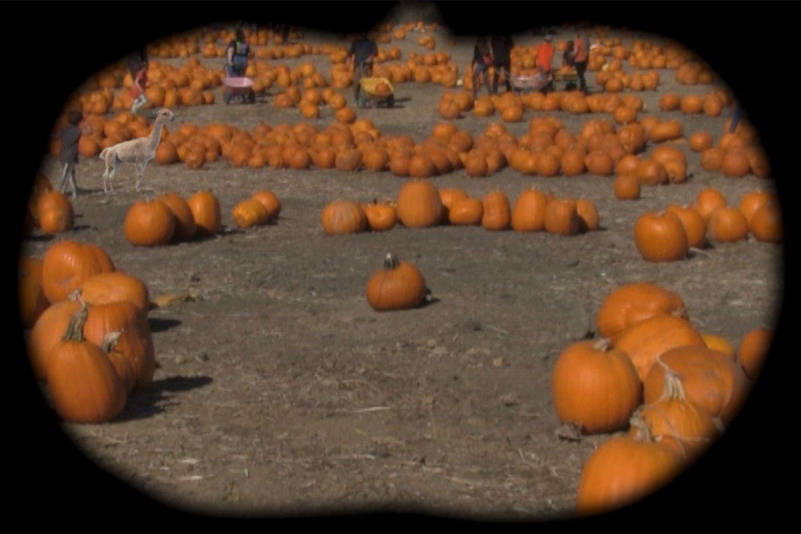 large pumpkin field with alpaca image