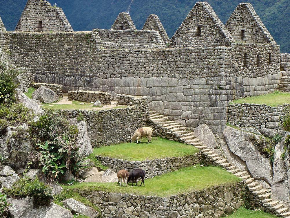 Machu Picchu Peru and animals image